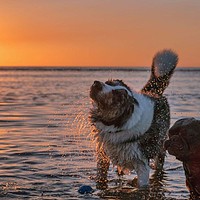 Buy canvas prints of Sunset Pups by Gabriella Dooey