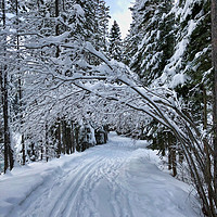 Buy canvas prints of Snowy Walk through the Trees by Ross Malin