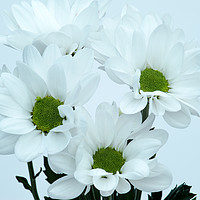 Buy canvas prints of White Chrysanthemums by Craig Hartley