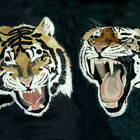 Buy canvas prints of TWO SIBERIAN TIGERS by Dave Hellyer