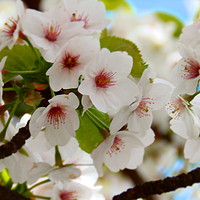 Buy canvas prints of Cherry Blossom Tree Framed Photo Print by Cherise Man