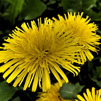 Buy canvas prints of Yellow dandelion flowers framed photo print by Cherise Man