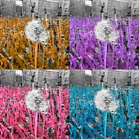 Buy canvas prints of Ripe dandelion flower framed photo  by Cherise Man