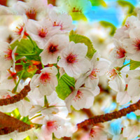 Buy canvas prints of Macro HD flowering cherry blossom tree   by Cherise Man