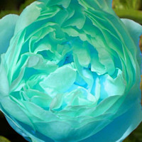 Buy canvas prints of Blue rose flower by Cherise Man