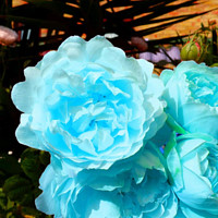 Buy canvas prints of A bouquet of blue rose flowers by Cherise Man