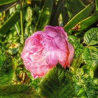 Buy canvas prints of A single pink rose flower in hdr          by Cherise Man