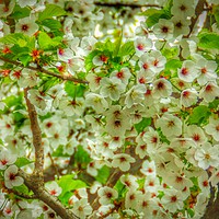 Buy canvas prints of Flowering cherry blossom tree hd by Cherise Man