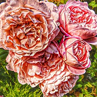 Buy canvas prints of A bouquet of pink rose flowers         by Cherise Man
