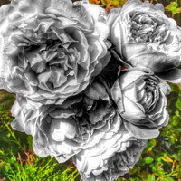 Buy canvas prints of A black and white bouquet of pink rose flowers by Cherise Man
