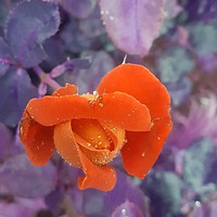 Buy canvas prints of A closed orange rose flower  by Cherise Man
