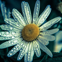 Buy canvas prints of Daisy flower covered with raindrops by NKH10 Photography