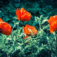 Buy canvas prints of Sunlit Poppy Flowers  by NKH10 Photography