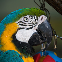 Buy canvas prints of Macaw Portrait by NKH10 Photography