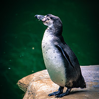 Buy canvas prints of Penguin on the rock by NKH10 Photography