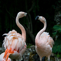 Buy canvas prints of Two Flamingos by NKH10 Photography