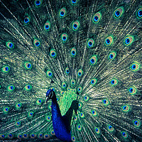 Buy canvas prints of The Peacock by NKH10 Photography