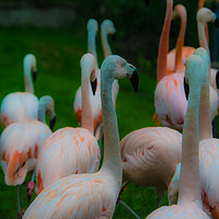 Buy canvas prints of Flamingo birds by NKH10 Photography