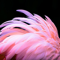 Buy canvas prints of Flamingo Feathers by NKH10 Photography