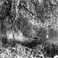 Buy canvas prints of Black and white willow tree by the pond by NKH10 Photography