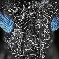 Buy canvas prints of Weevil beetle under microscope by Sergii Dymchenko