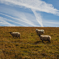 Buy canvas prints of Happy Sheep by Cassi Moghan