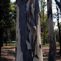 Buy canvas prints of Eucalyptus Tree Trunk by Cassi Moghan