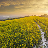 Buy canvas prints of Rapeseed Field sunset Portsmouth  by BIRENDRA GURUNG