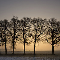 Buy canvas prints of Row of trees at sunrise by John Stuij