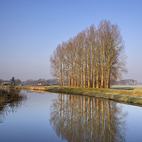 Buy canvas prints of Row of trees along the Berkel river by John Stuij
