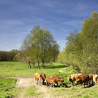 Buy canvas prints of Cows in the Geleenbeek valley by John Stuij