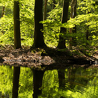 Buy canvas prints of Trees in the Waterloopbos forest by John Stuij