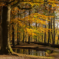Buy canvas prints of Autumn colored trees by John Stuij