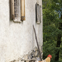 Buy canvas prints of A rooster in front of a house by John Stuij