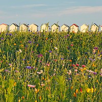 Buy canvas prints of Wildflowers and beach huts by Carolyn Brown-Felpts