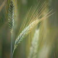 Buy canvas prints of Wheat Field by Robert McCristall