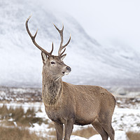 Buy canvas prints of Monarch of the Glen by Robert McCristall