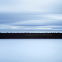Buy canvas prints of Seabirds on Seawall by Robert McCristall