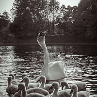 Buy canvas prints of A Swan and Cygnets on Sefton Park Lake, Liverpool. by Simon Martinez