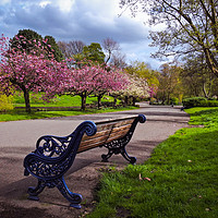Buy canvas prints of Watching the Blossom Trees by Simon Martinez