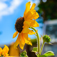 Buy canvas prints of Sunflower against a blue sky by Robin Lee