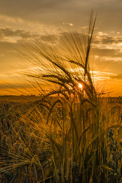Fields of gold a sunset throught the crops Picture Board by Robin Lee