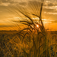 Buy canvas prints of Fields of gold a sunset throught the crops by Robin Lee