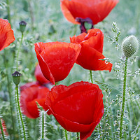 Buy canvas prints of Field poppies by Robin Lee