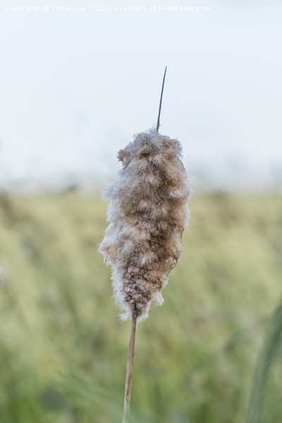 Common Bullrush Seed Head Picture Board by Robin Lee