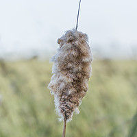 Buy canvas prints of Common Bullrush Seed Head by Robin Lee
