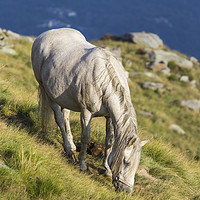 Buy canvas prints of Grazing at sunset by Paolo Seimandi