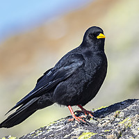 Buy canvas prints of Yellow billed chough by Paolo Seimandi