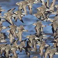 Buy canvas prints of Flock of Knot in flight by Alan Humphreys