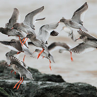 Buy canvas prints of Redshank in flight about to land. by Alan Humphreys
